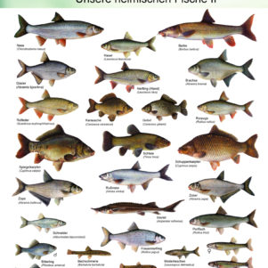 OÖ Landesfischereiverband - unsere heimischen Fische