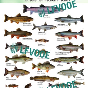 Plakat unsere heimischen Fische