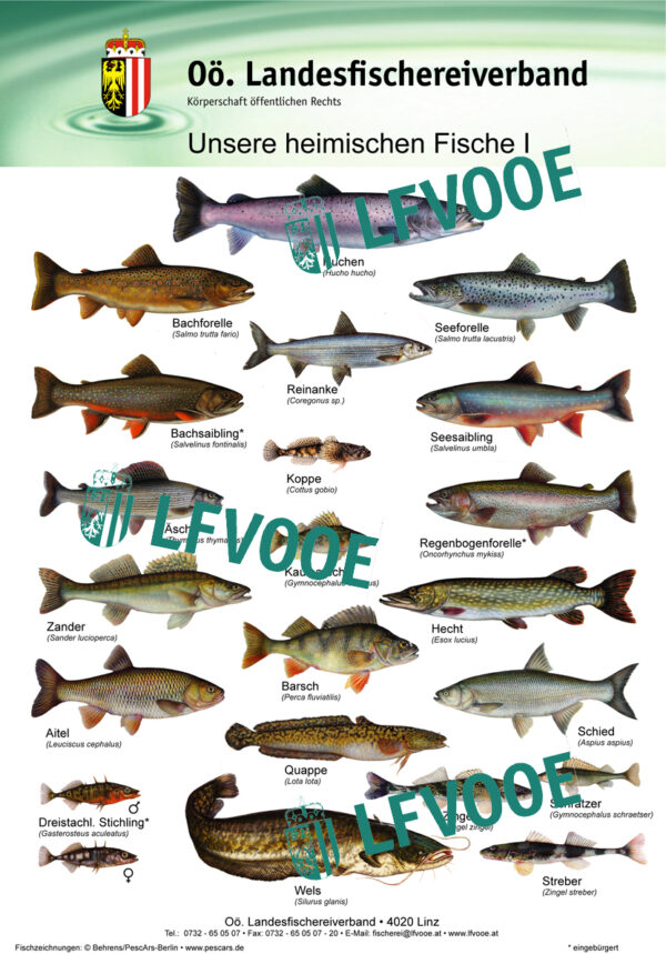 Plakat unsere heimischen Fische