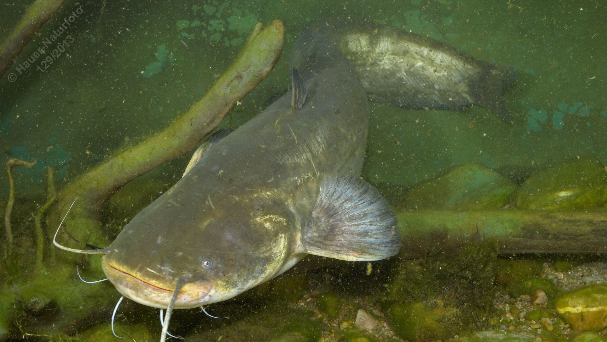 Какая самая крупная пресноводная рыба калининградской области. Озерные рыбы сомики. Сомик Озерный. Сомик Речной. Европейский сом рыба.